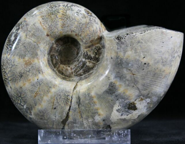 Polished Ammonite (Anapuzosia?) Fossil - Madagascar #25202